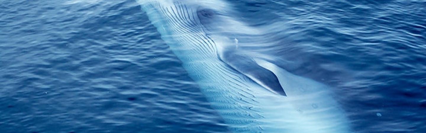 whale breaching water surface