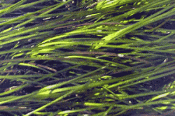 eelgrass