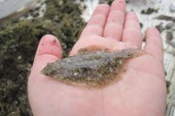 Juvenile Wolffish