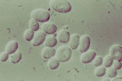 microbiology