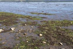 monitoring macroalge
