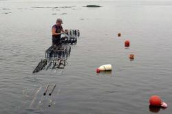 multi trophic aquaculture