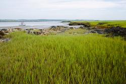 saltmarsh