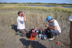 tidal marsh management