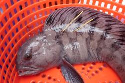 wolffish