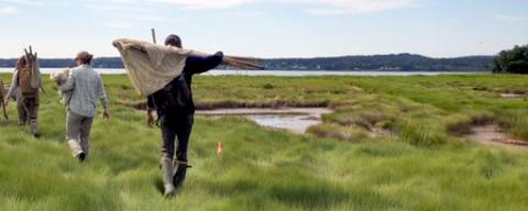 A group of volunteers walking away on a salt marsh with gear.