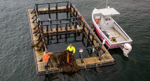 Fisherman with kelp on structure.