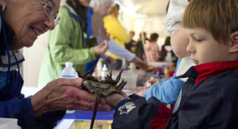 A marine docent shows a young boy a horseshoe crab at Ocean Discovery Day.