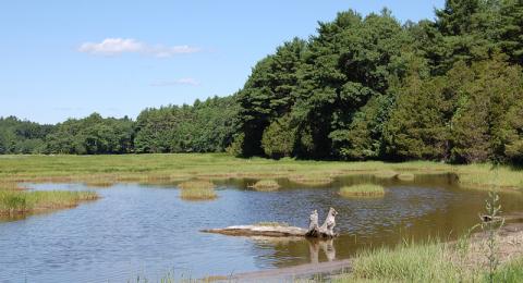 Eelgrass and Shellfish Habitat