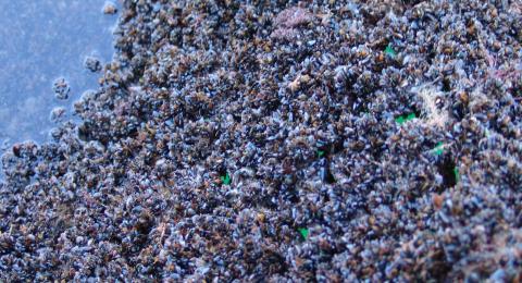oyster reef