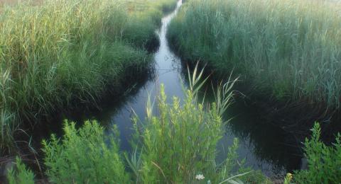 Marsh Creek