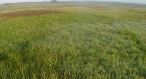 lab jel marsh