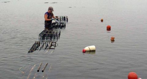 Aquaculture