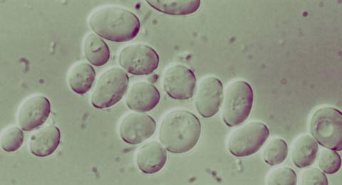 microscopic view