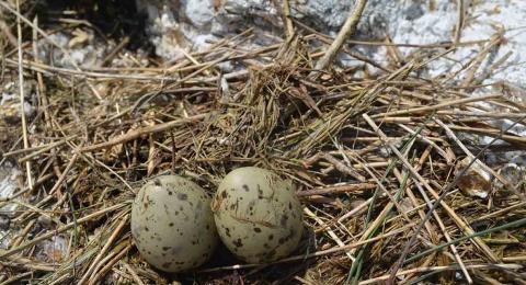 Tern nest located located on the Isles of Shoals.