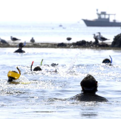 Students UNH's scuba diving program snorkel in the Atlantic Ocean.