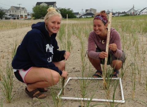 nh seagrant seagrass research