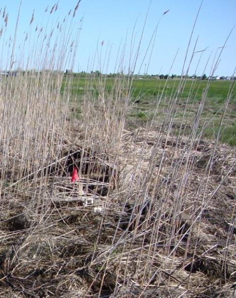 dead phragmites in tidal marsh