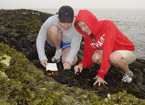 student research at shoals marine laboratory