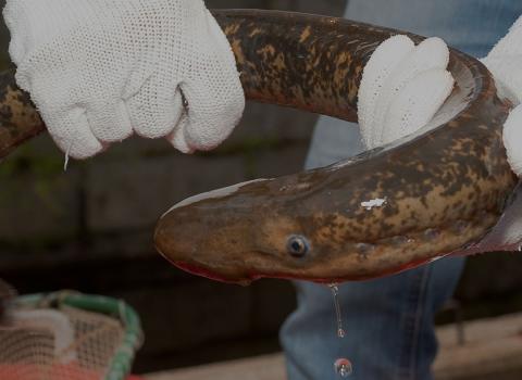 lampry eel