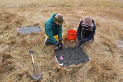 UNH students conducting a field experiment on an area salt marsh.