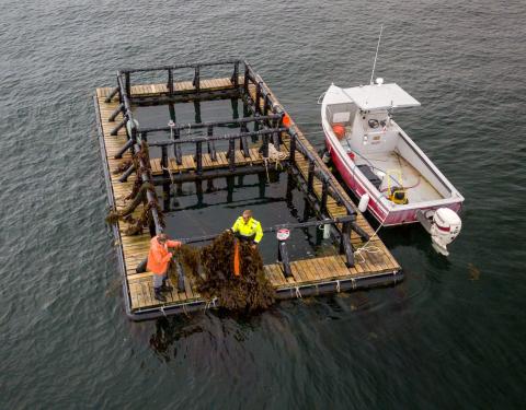 Two people standing on aqua platform holding kelp. 