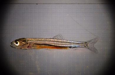 Photo of baby smelt fish under microscope.