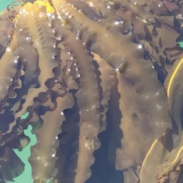 Color photo of kelp. 