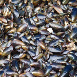 Color photo of pile of mussels.