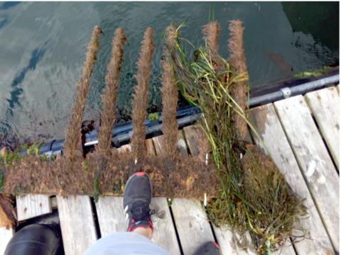 Color photo of rods with seaweed on dock. 
