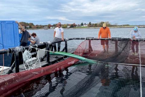   CSSS team members unload the fish quickly to limit stress on the animals.