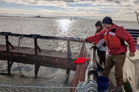 Colleagues from NH Sea Grant assist in some of the first fish feedings.