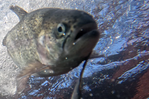 Trout just after release from the holding tank.