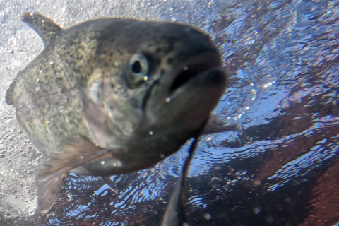   Trout just after release from the holding tank.