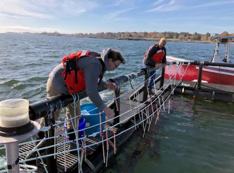 Michael Chambers and Mike Doherty prepare the non-rope samples to be painted with kelp sporophytes on the IMTA platform in Portsmouth, NH.