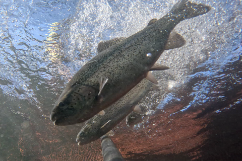 Rainbow trout being transferred into the small community-based seafood system on October 27, 2023.