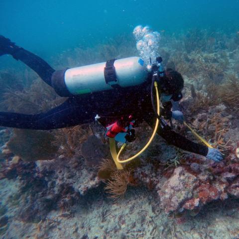 Diver measuring coral with a tape measure underwater.