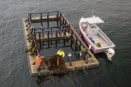 Person pulling up kelp on floating aquaculture platform.