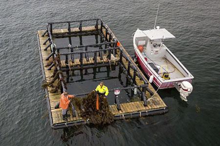 Person pulling up kelp on floating aquaculture platform. 