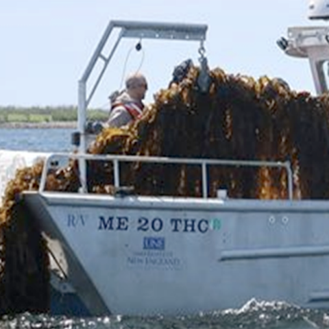 Photo of people pulling large clump of kelp onto front of boat.