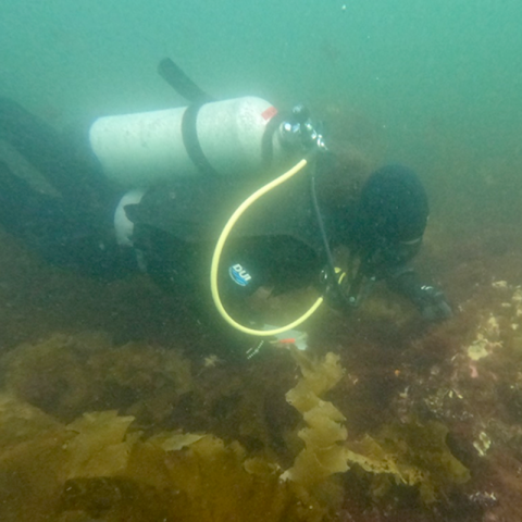 Photo of diver in water inspecting kelp on sea floor. 