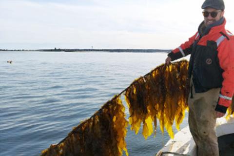 Photo of man holding string of kelp off side of boat.