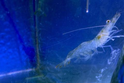 Photo of a shrimp in a tank with blue background.