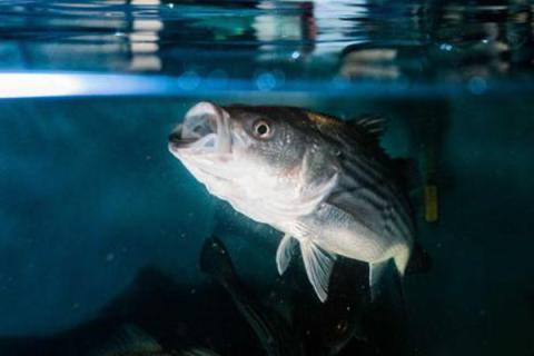 Photo of bass feeding at water surface.