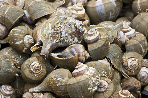 Color photo of a pile of channeled whelks in their shells.