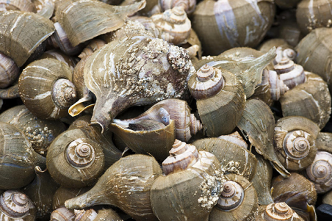 Color photo of a pile of channeled whelks in their shells. 