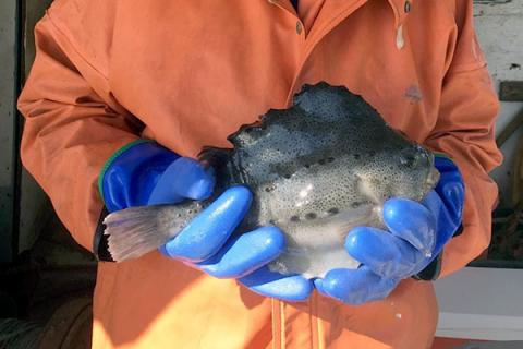 Photo of person holding large lumpfish on a boat.