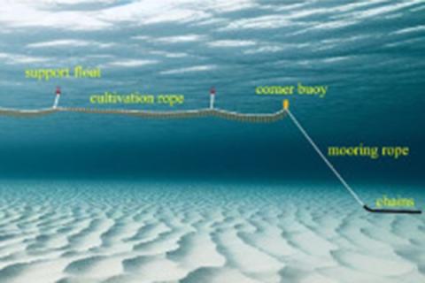 Graphic of a labeled kelp aquaculture structure in the ocean.