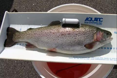 Photo of trout laying on scale bin.