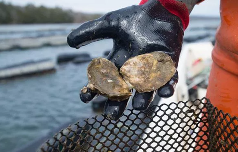Oysters in the Great Bay